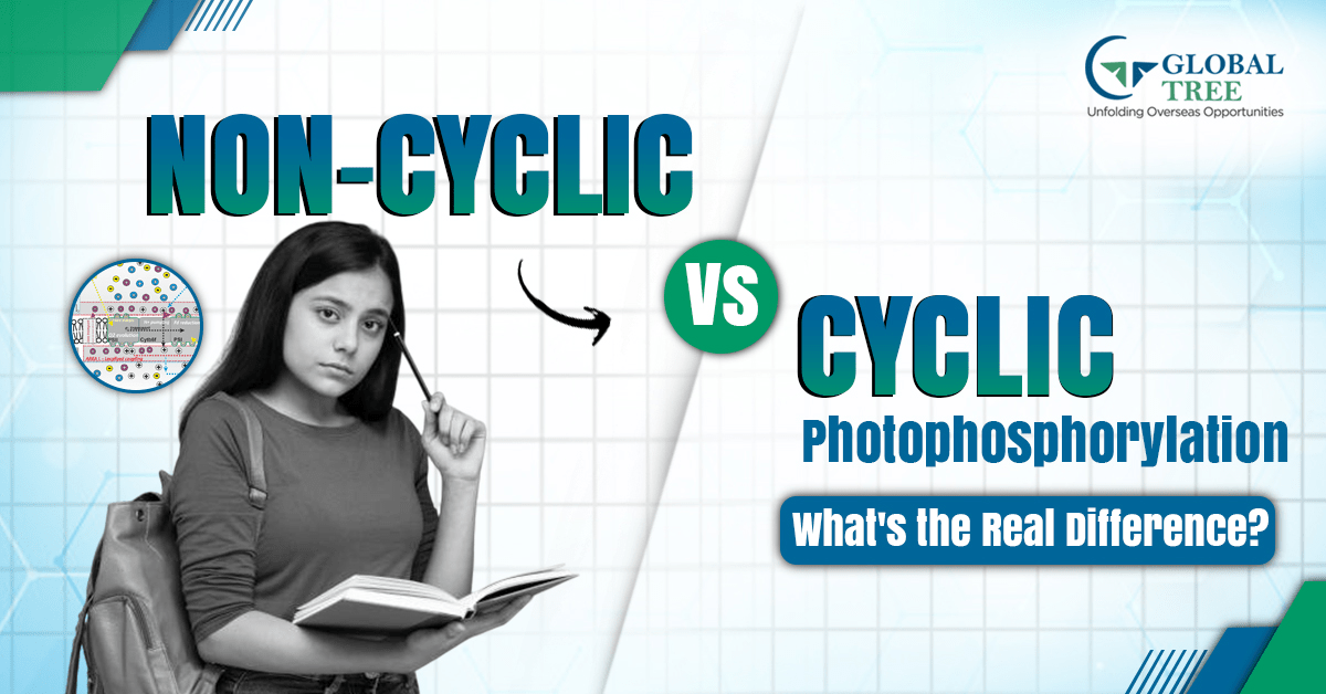Distinguish between Cyclic and Non-cyclic Phosphorylation