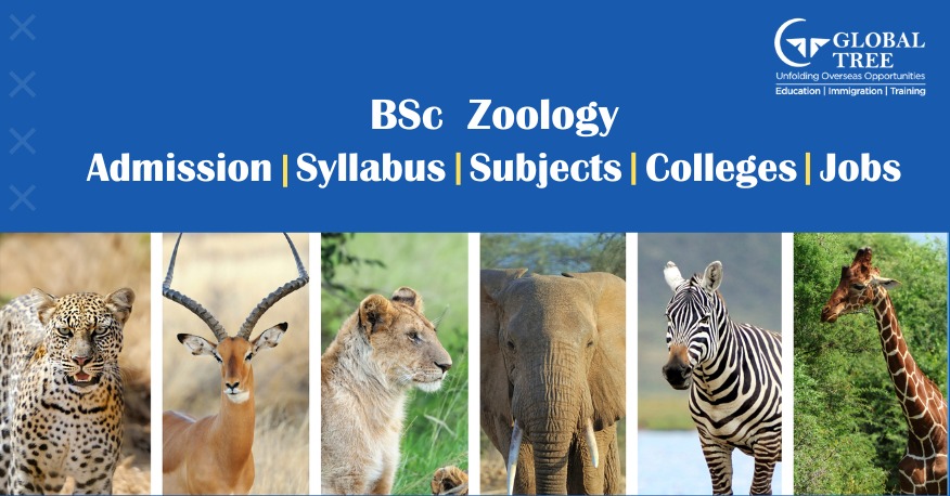 How to Study BSc Zoology Course Abroad?